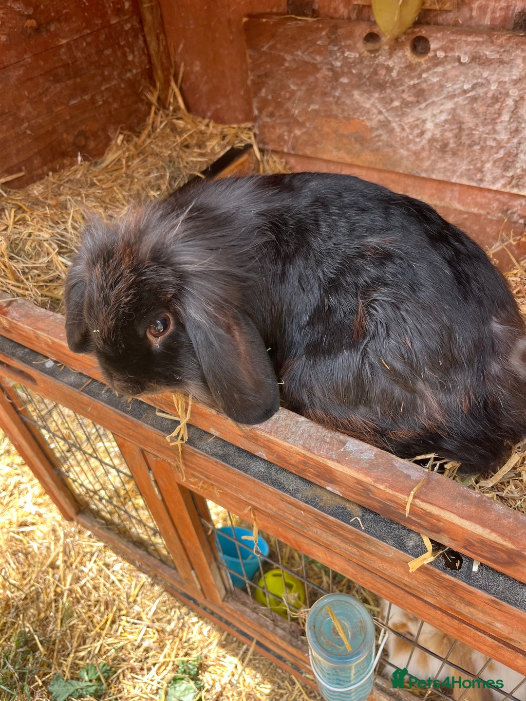 English Lop rabbits for sale: 2 male rabbits and H hutch for sale - Image 2