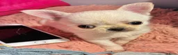 Mixed Breed dogs for sale: ADORABLE SHIH TZU/CHIHUAHUA - Advert 14