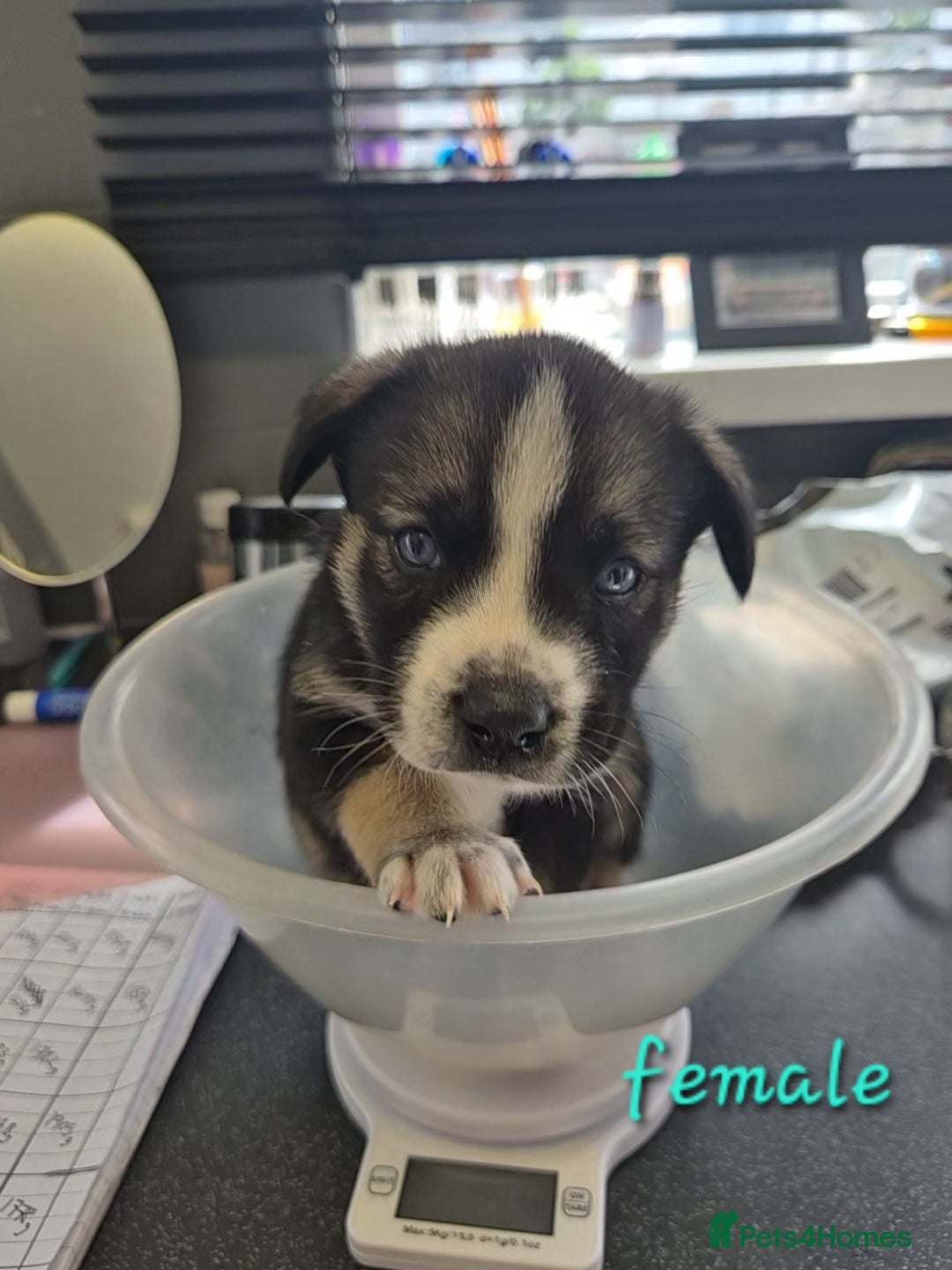Mixed Breed dogs for sale: Husky cross puppies for sale  - Image 3