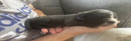 Cane Corso dogs for sale: 11 beautiful Cane Corso puppies Availabe - Advert 3