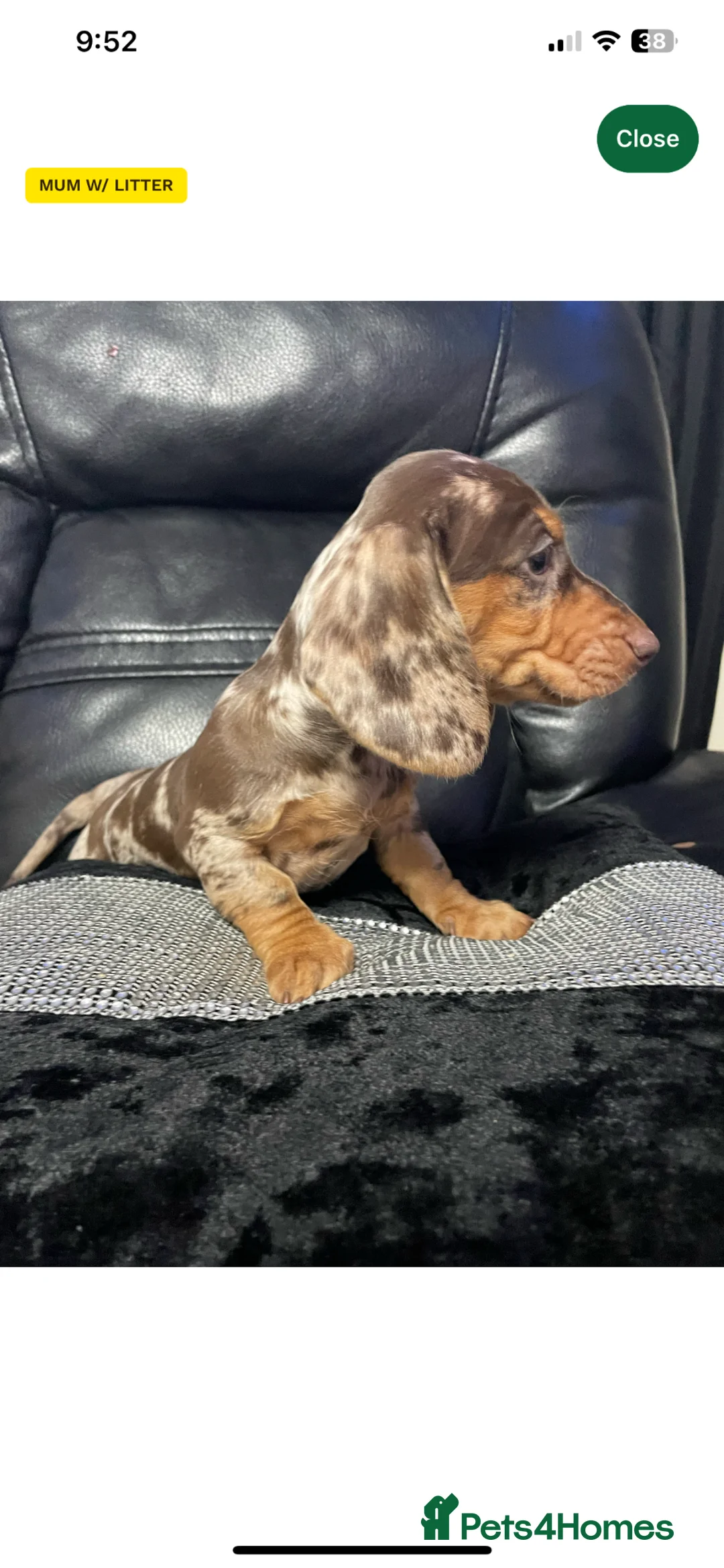 Dachshund dogs for sale: 2 year old female dachshund  in York - Advert 13