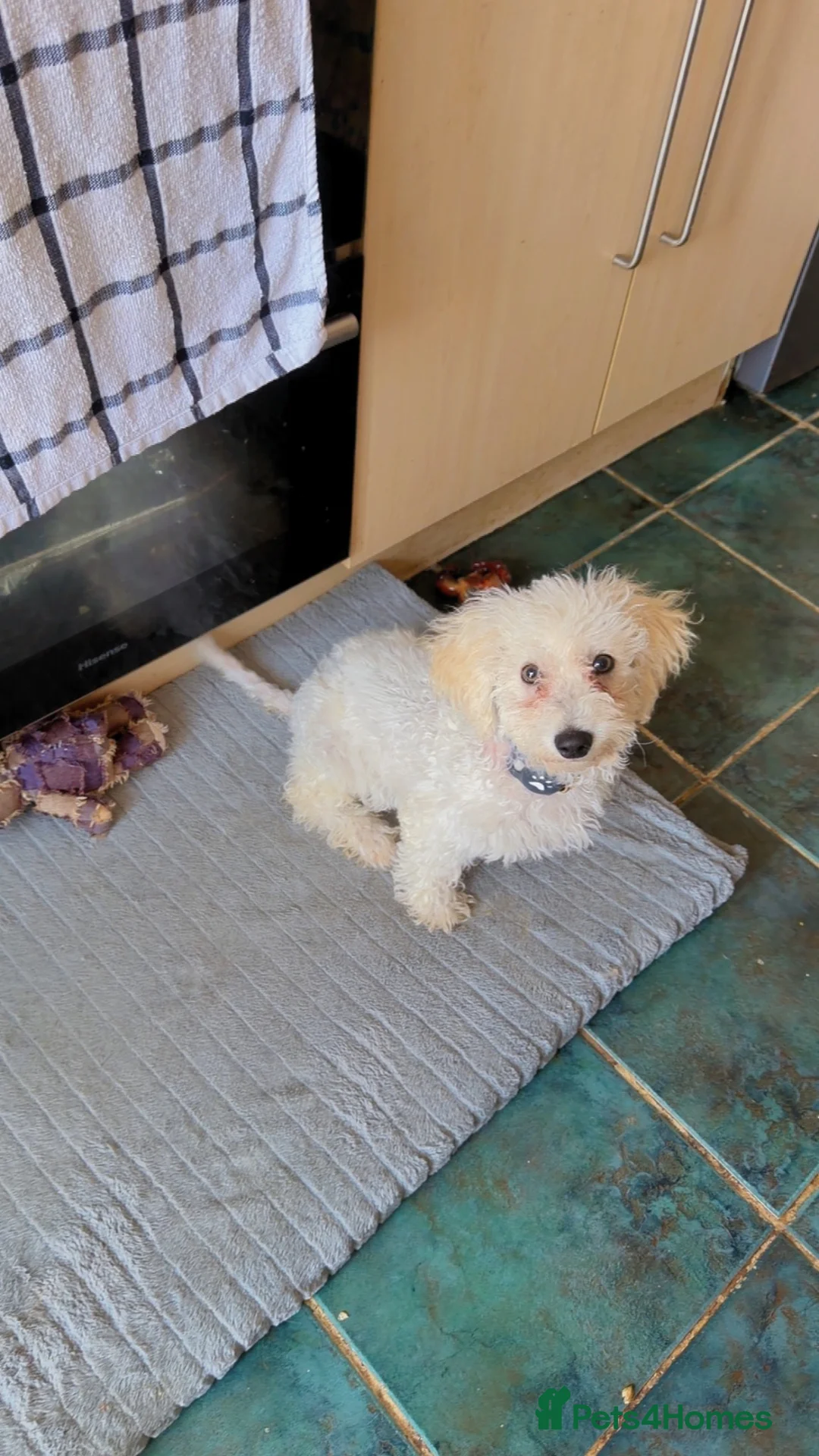 Poochon dogs for sale: Male fur baby - Advert 2