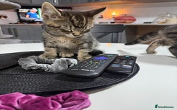 British Shorthair cats for sale: Playful kittens - Image 3