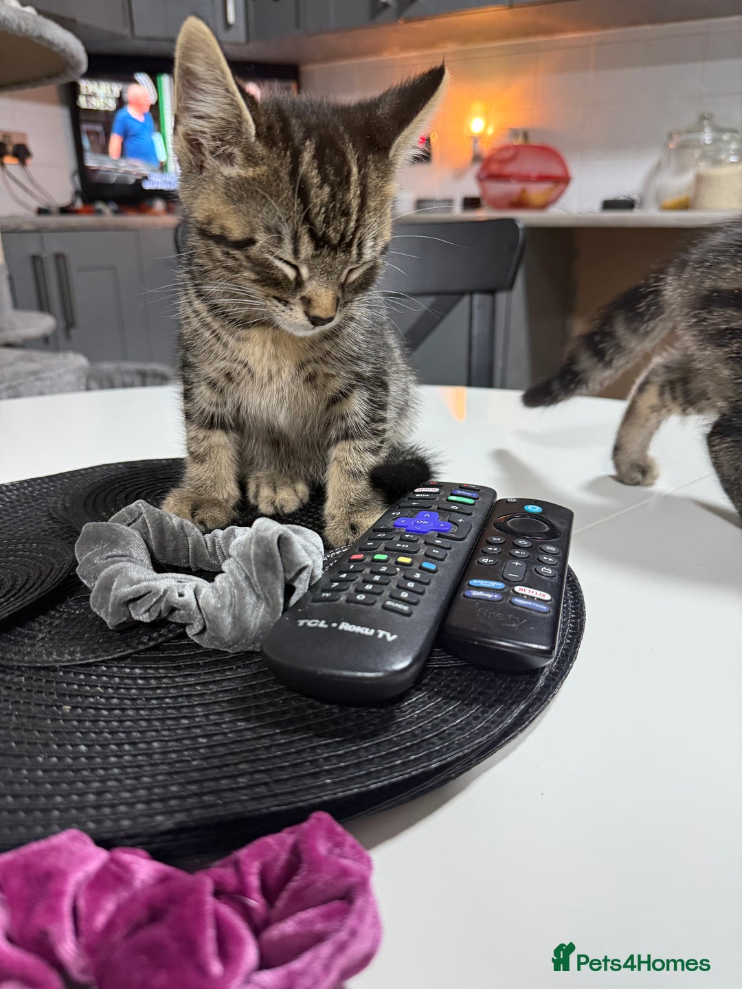 British Shorthair cats for sale: Playful kittens - Image 3