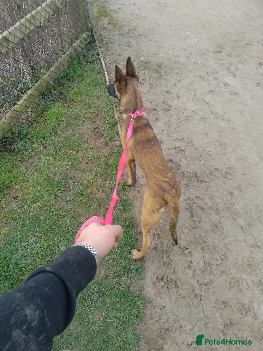 Belgian Shepherd Dog dogs for sale: 6 months Belgian Malinois female pristine breed - Advert 3