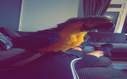 Macaws birds for sale: Buddy the macaw  - Image 4