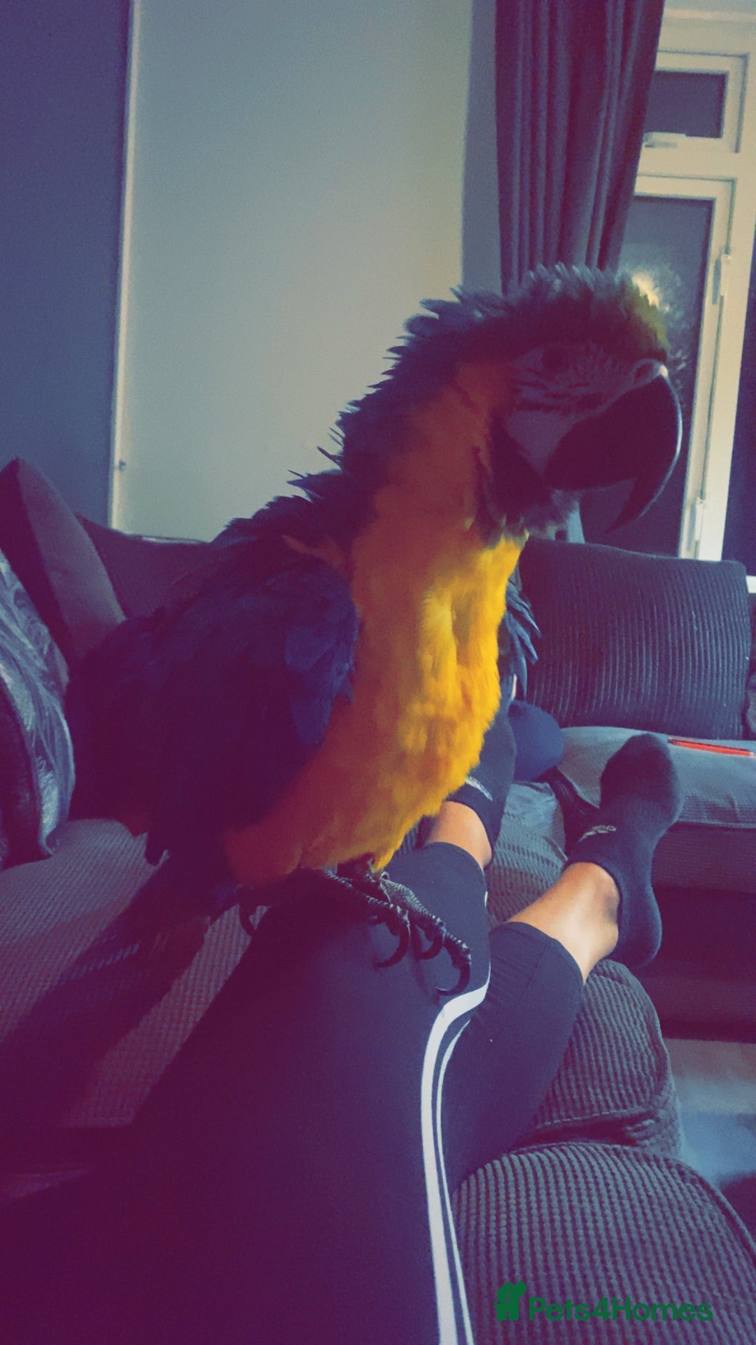 Macaws birds for sale: Buddy the macaw  - Image 4