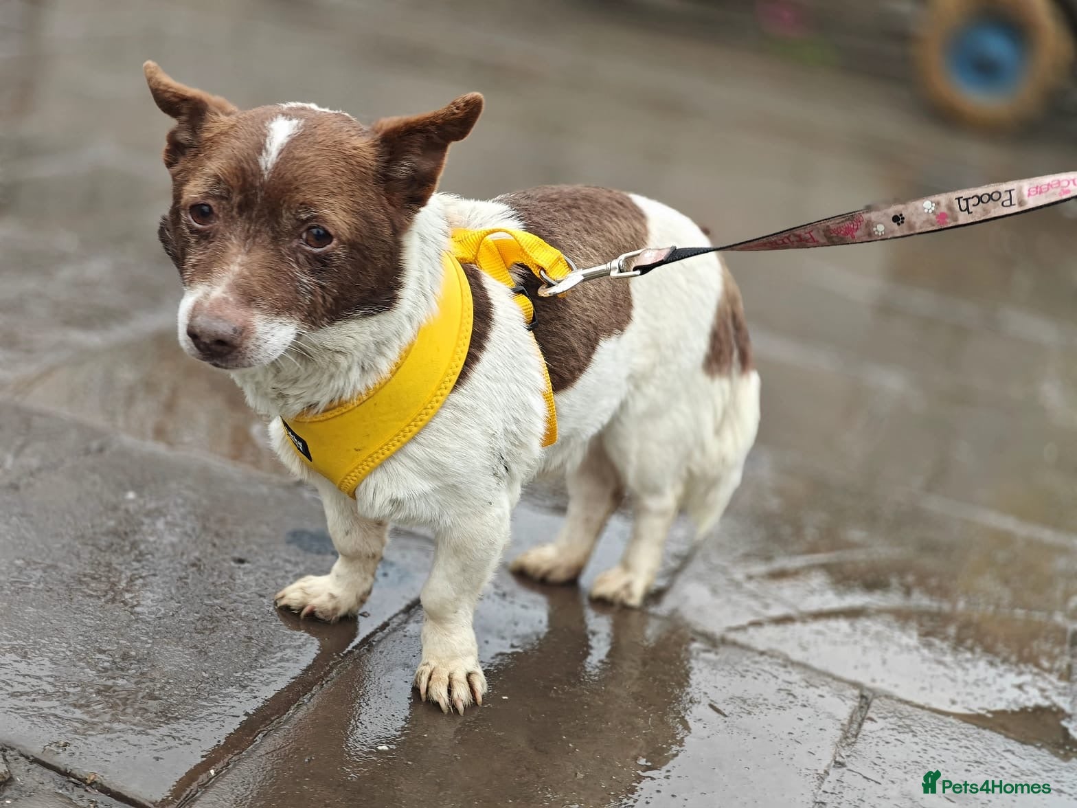 Mixed Breed dogs 💙🐶 FINIK – HE TREASURES EVERY SECOND - Advert 2