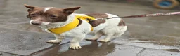Mixed Breed dogs for adoption: 💙🐶 FINIK – HE TREASURES EVERY SECOND in Burton-on-Trent - Advert 1