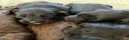 Cockapoo dogs for sale: 7 beautiful F1 Cockapoo puppies, brown and black.  - Advert 8