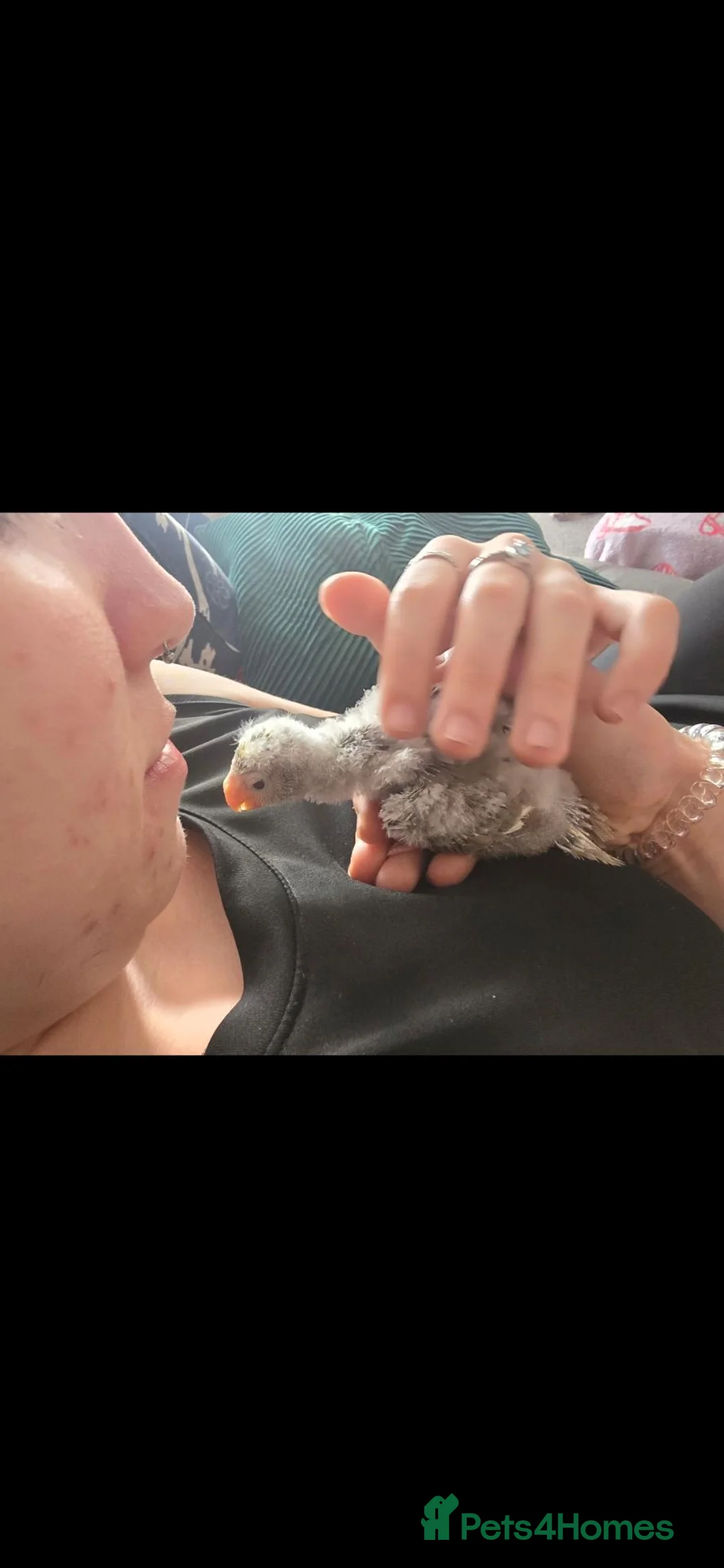 Parakeets birds for sale: 5 month old hand reared blue kakariki for sale  in Middlesbrough - Advert 2