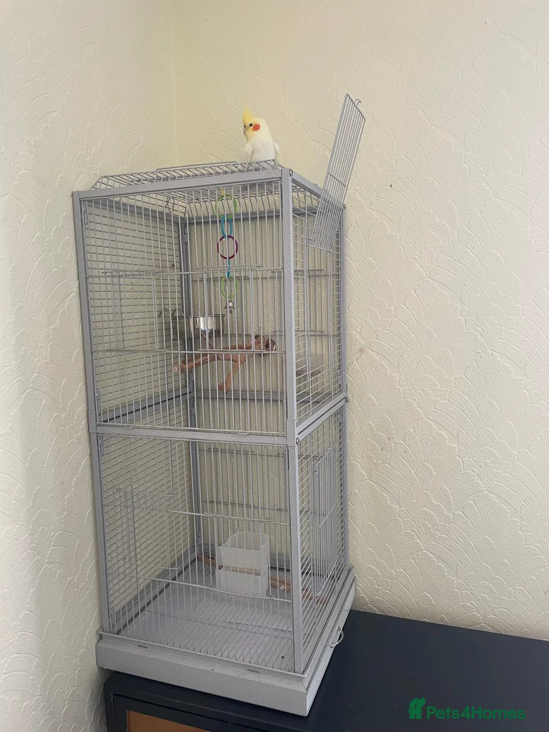 Cockatiels birds for sale: Cockatiel with cage - Advert 2
