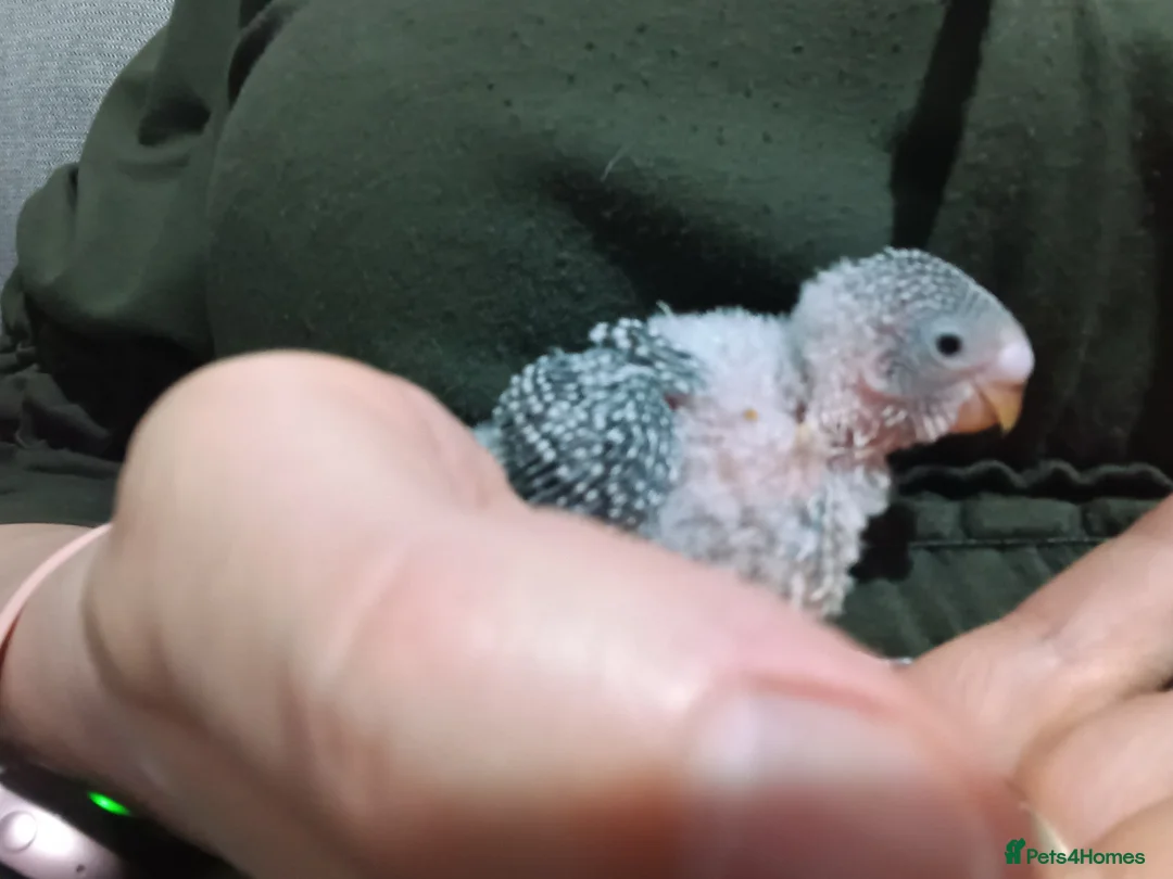 Budgerigars birds for sale: Baby budgies for sale - Advert 2