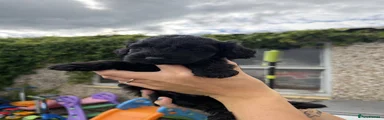Cockapoo 4
