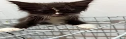 Maine Coon cats for sale: Maincoon kittens  - Advert 9