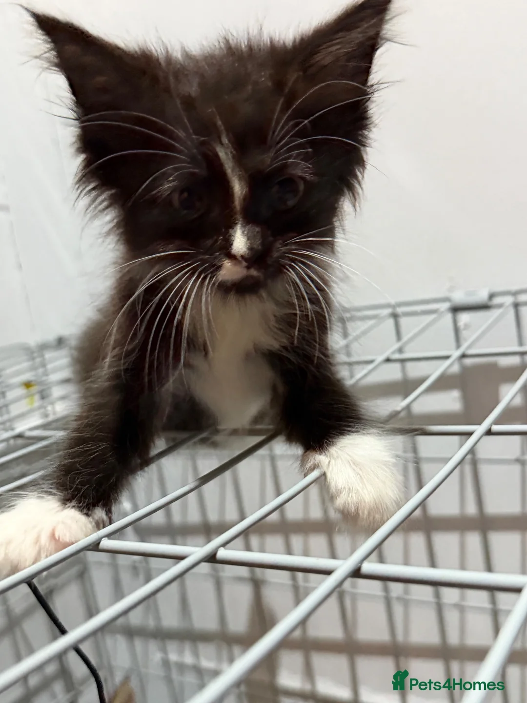 Maine Coon cats for sale: Maincoon Kitten last boy  - Advert 16