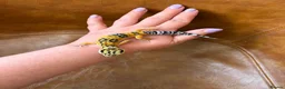 Leopard Gecko reptiles for sale: Leopard gecko babies  - Advert 4