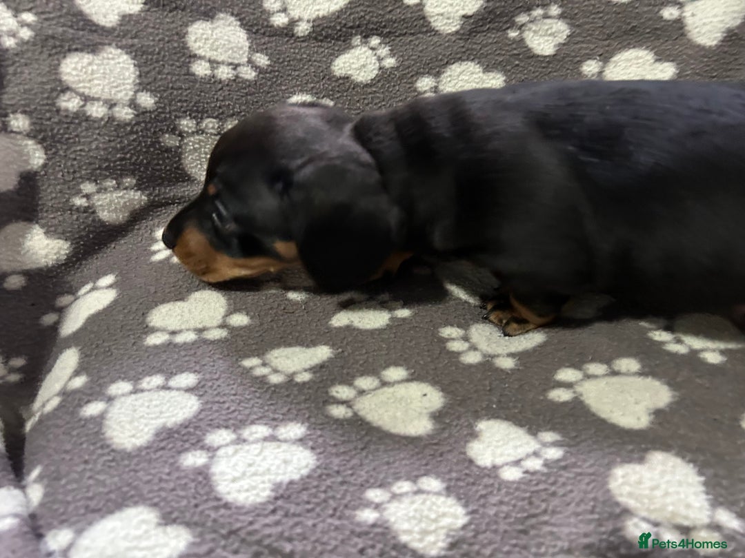 Miniature Dachshund dogs for sale: Stunning Miniature Dachshund Pups - Image 16
