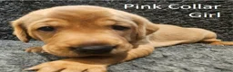 Labrador Retriever dogs for sale: Stunning Red Fox Labs : Health Checked-KC Reg-FTCH - Advert 37