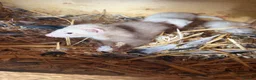 Ferret rodents for sale: Beautiful litter of ferret kits  - Advert 3