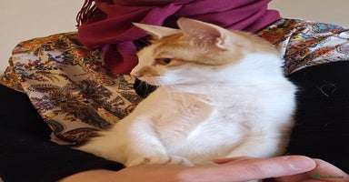 Mixed Breed cats - Advert 5