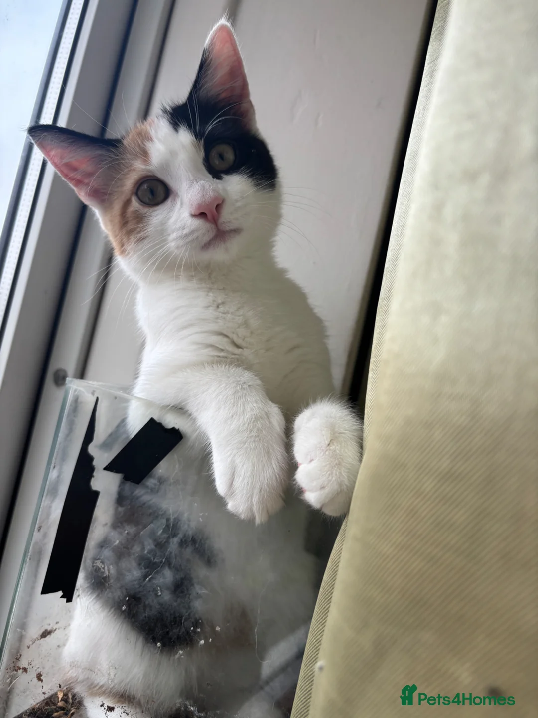Mixed Breed cats for sale: 5 month old kitten  - Advert 2