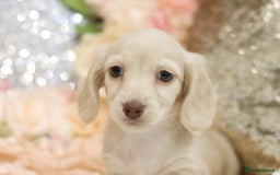 Miniature Dachshund dogs for sale: KC Registered Cream Longhair Puppies - Image 25