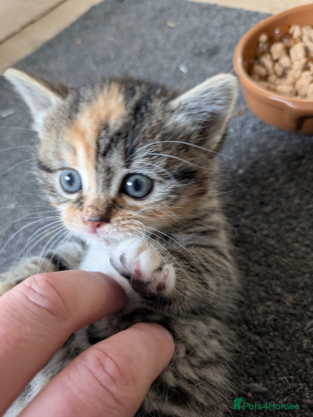 Mixed Breed cats for sale: Three Fluffy Tigers  - Image 3