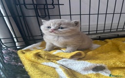 British Shorthair cats for sale: Lilic GCCF registered active champion lines  - Image 28