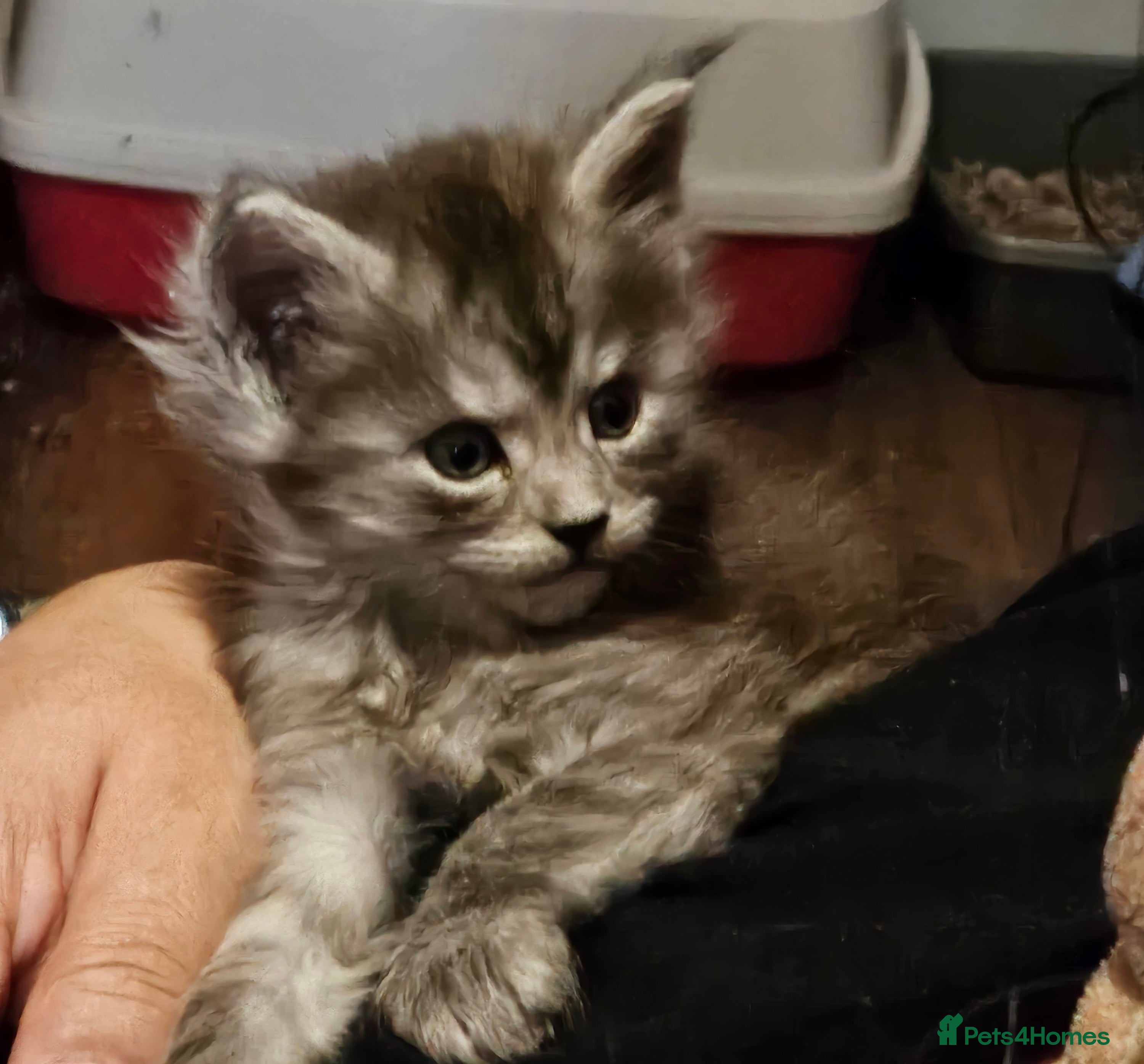 Maine Coon cats GCCF registered Blue Maine coon litter  - Advert 5