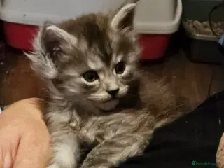 Maine Coon cats GCCF registered Blue Maine coon litter - Advert 5