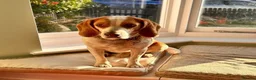 Beagle dogs for adoption: Otto (Beagle) in London - Advert 12