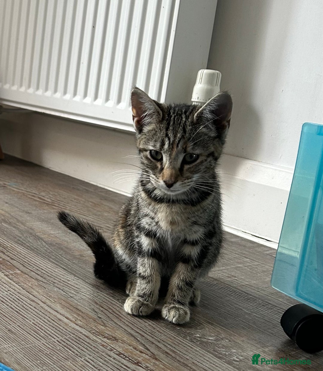 Mixed Breed cats for sale: 7 beautiful kittens ready for a loving home - Image 12