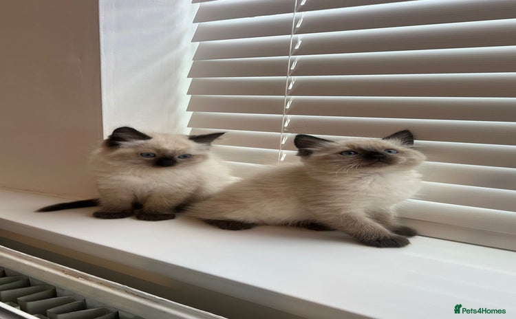 Ragdoll cats - Advert 16