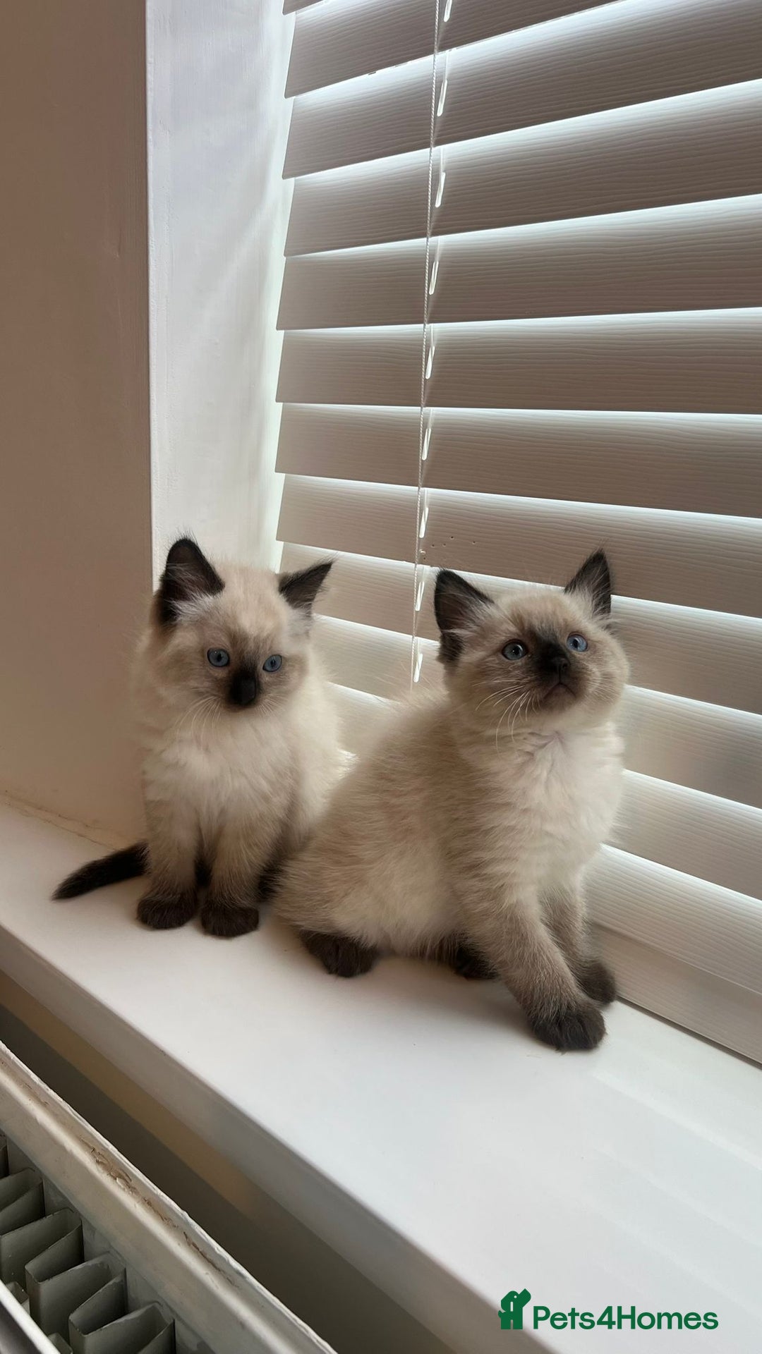 Ragdoll cats for sale: Friendly Ragdoll identical male kittens  - Image 1