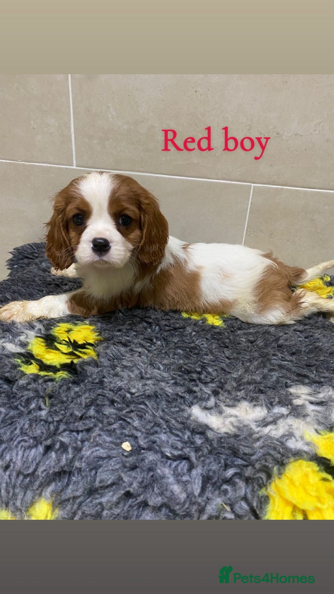 Cavalier King Charles Spaniel dogs for sale: Cavalier King Charles  - Advert 3