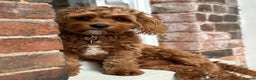 Cavapoo dogs for sale: Beautiful red cavapoos - Advert 8