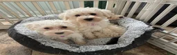 Westiepoo dogs for sale: Westipoo puppies - Advert 8