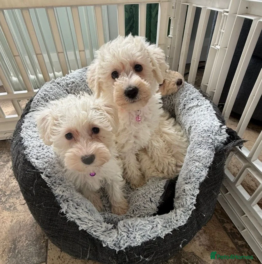 Westiepoo dogs for sale: Westipoo puppies - Advert 8