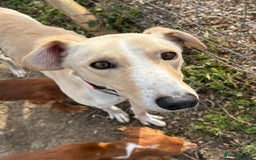 Lurcher dogs for sale: Sandy & White Lurcher  - Image 2