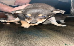 Border Collie dogs for sale: 4 blue maral border collies  - Image 4