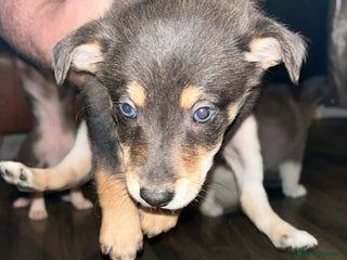 Border Collie dogs - Advert 1