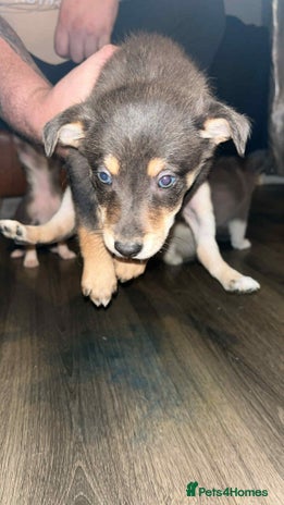 Border Collie dogs - Advert 3