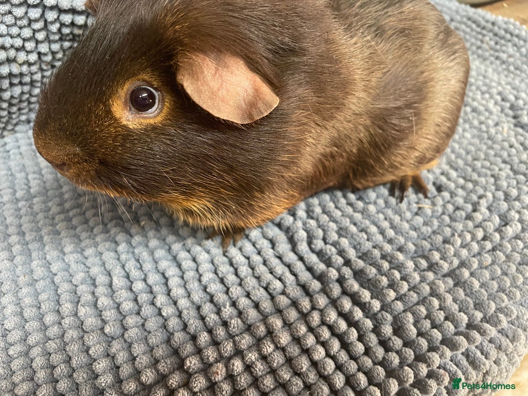 Guinea Pig rodents for sale: Two Beautiful Chocolate Tan Boys - Advert 1