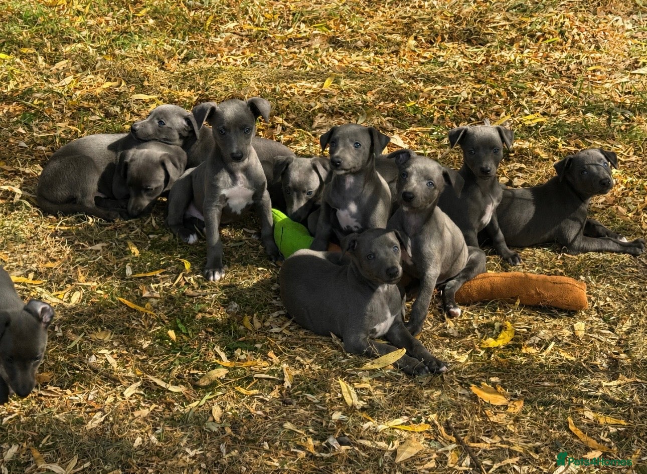 Whippet dogs KC REG BLUE WHIPPETS BVA AND HEART TESTED PARENTS - Advert 1