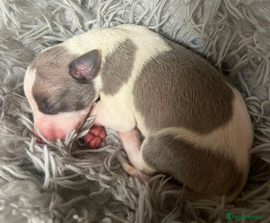 Whippet dogs Beautiful kc puppies not ready for 8 weeks  - Advert 2
