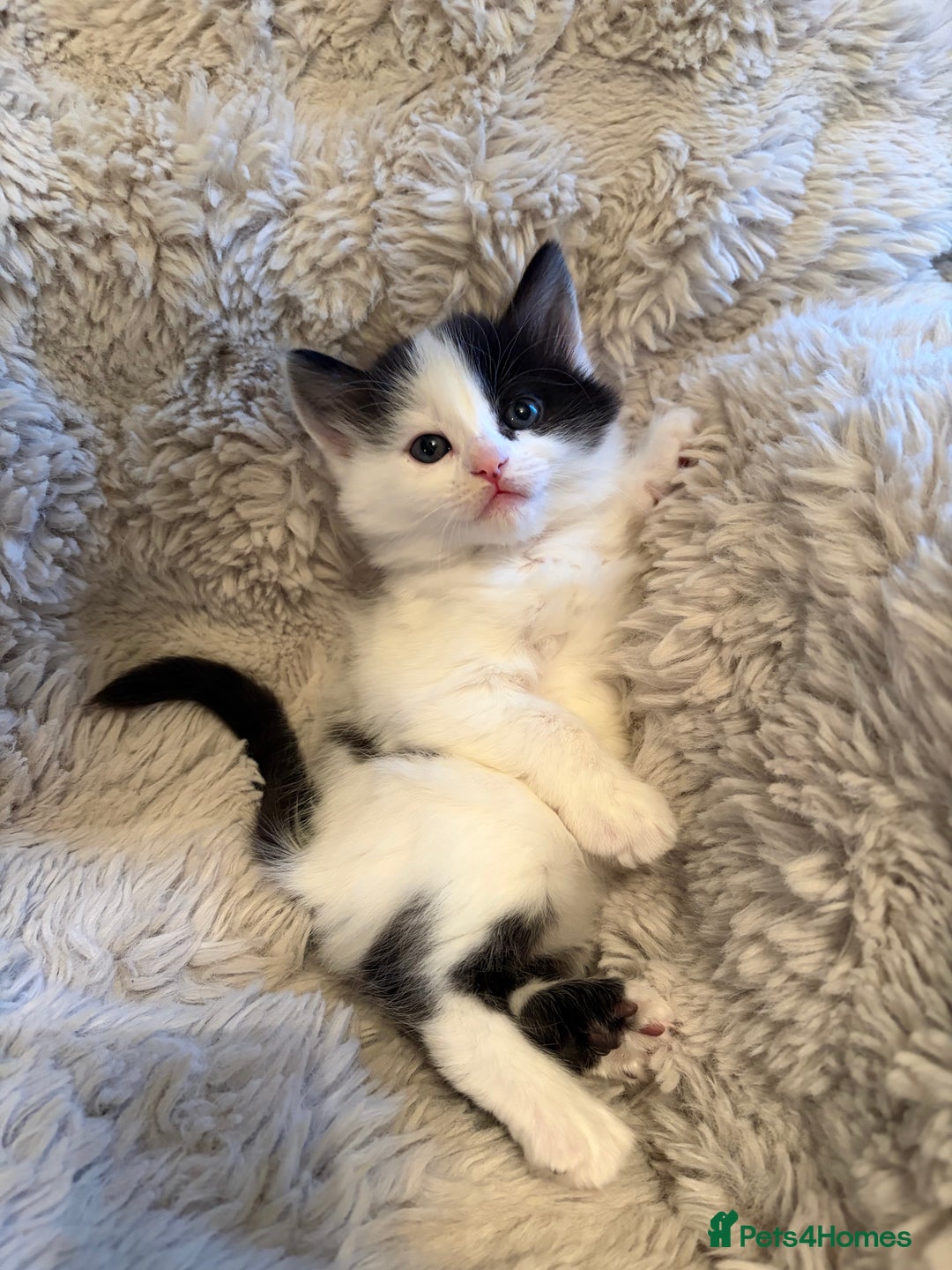 Mixed Breed cats for sale: Fluffy gorgeous mix of kittens - Advert 3