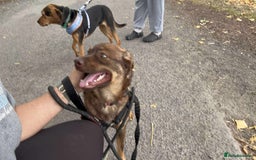 Mixed Breed dogs for adoption: Meet Heather, currently residing in Cheshire  - Image 7