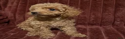 Toy Poodle dogs for sale: Toy Poodle Puppies For Sale - Advert 6