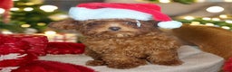 Toy Poodle dogs for sale: Full Asian girl - Advert 9